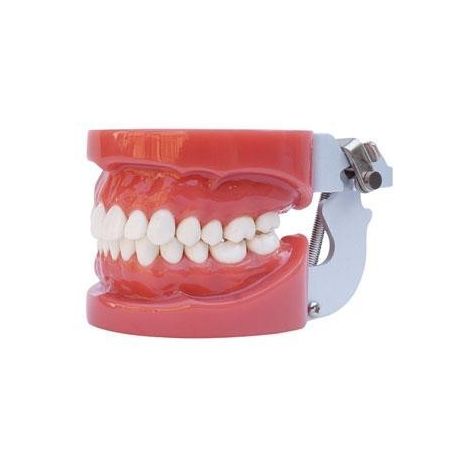 Model practica dentara cu tors