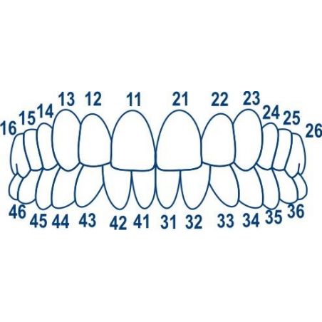 Cape celuloid posterior