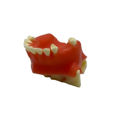 Model practica implant sinus lift mandibula