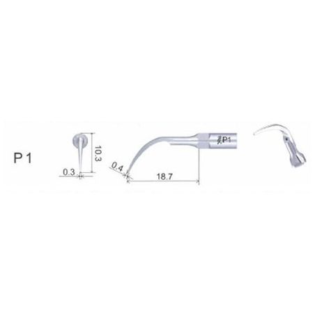 Ansa periodontica subgingivala P1